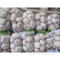 Normal White Garlic Crop 2019 Size 5.0